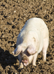 Happy adult female pig,sow rooting in mud