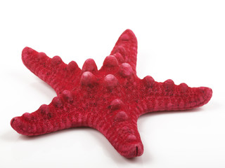 red sea star - 48442810