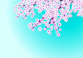 Kirschblüten Hintergrund