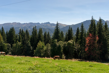 Tatry mountains