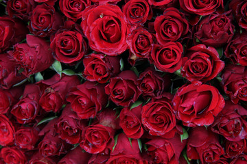 Obraz premium Wet red roses