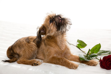 Lover Valentine griffon puppy