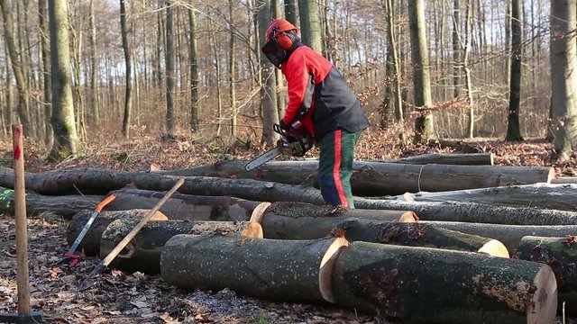 Baumst&auml;mme zerteilen und Motors&auml;ge starten