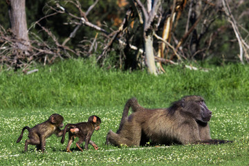 Fototapeta na wymiar Male baboon and his baby offsprig