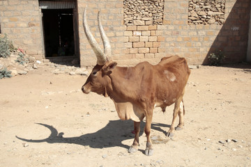 mucca africana