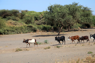 Fototapeta na wymiar Krowy w Afryce