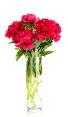beautiful pink peonies in glass vase with bow isolated on white