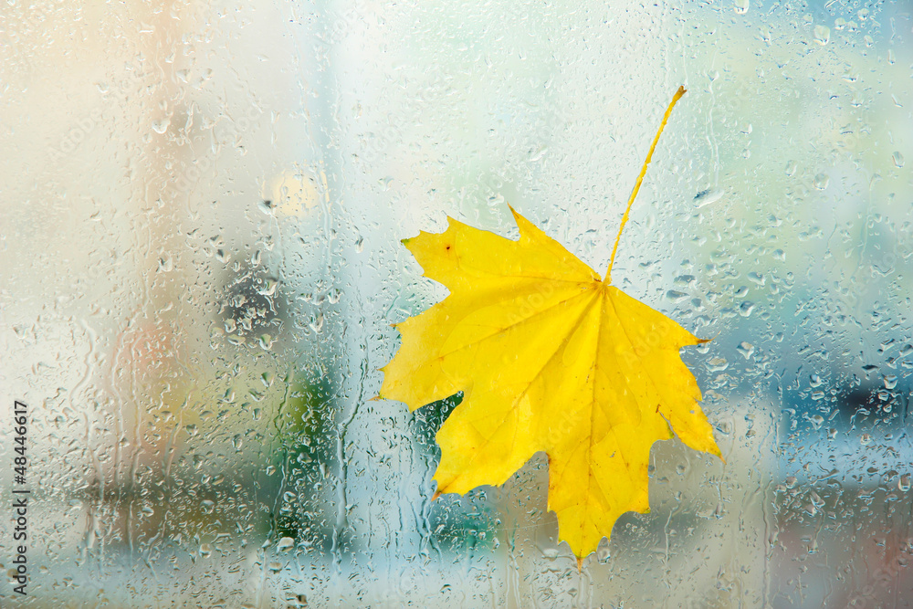 Canvas Prints autumn maple leaf on glass with natural water drops