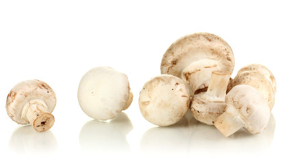 Fresh mushrooms isolated on white