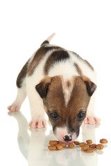 Beautiful little puppy isolated on white