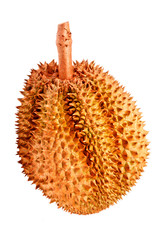 Durian tropical fruit of  thailand in isolated