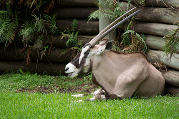 African Oryx (Oryx gazella)