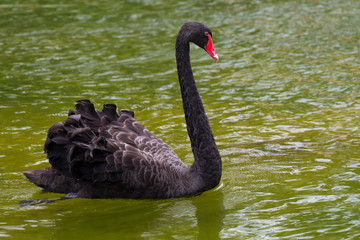 Naklejka premium Black Swan (Cygnus atratus)