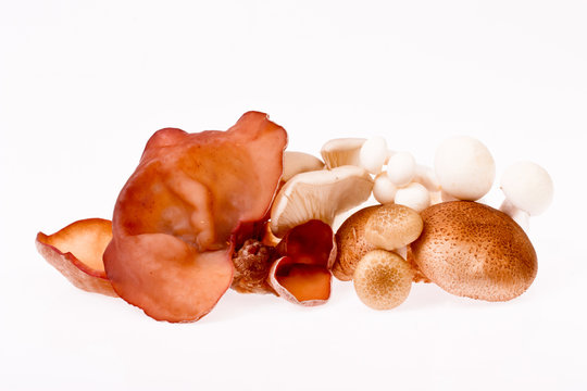 tree ear mushroom  on white background