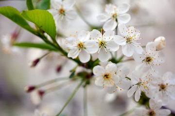 Obraz premium cherry tree branch in spring