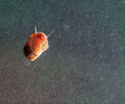 A snail on a glass surface in aquarium.