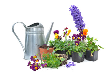 fleurs printanières