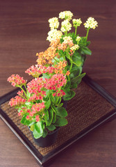 Beautiful kalanchoe flowers in little pots