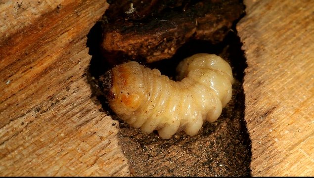 Holzwurm, Holzbock Larve im Stamm eines Baumes