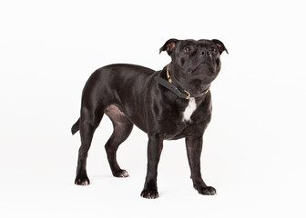 Young staffordshire bull terrieron white background