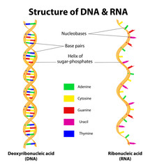 Structure DNA and RNA molecule. Vector - obrazy, fototapety, plakaty
