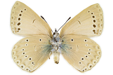 Iolana iolas (Iolas Blue)