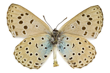 Fototapeta premium Phengaris arion (Large blue)