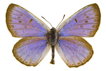 Phengaris arion (Large blue)