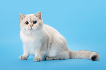 young golden color point british kitten on light blue background