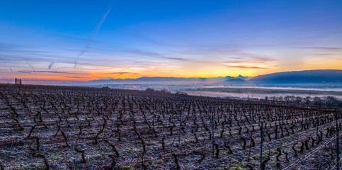 Obraz premium Winter sunrise at a vineyard.