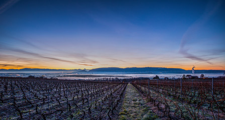 Winter sunrise at a vineyard.