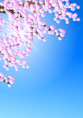 Obraz na płótnie Canvas Kirschblüten im Sonnenlicht Hochformat