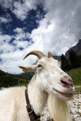 Weiße Ziege