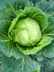 Obraz premium Big head of green cabbage