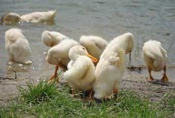 flock of young ducks near the water