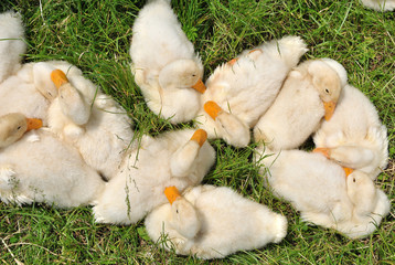 Dukling flock laying