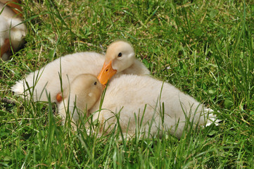 Two ducklings on the grass