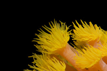 yellow coral polyps in the black background in Cebu Philippines