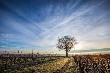 Lone Tree