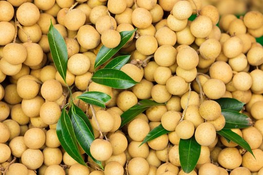 Longan background
