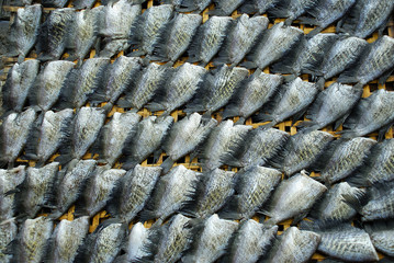 Dry fish