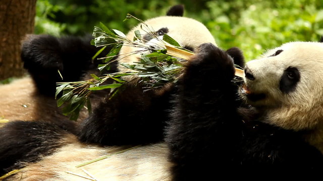 Giant Panda Bear Eating Bamboo