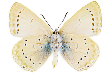 Iolana iolas (Iolas Blue)