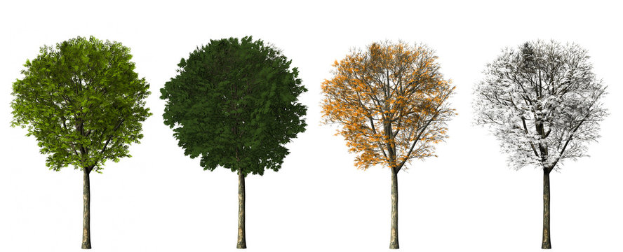 tree - four seasons