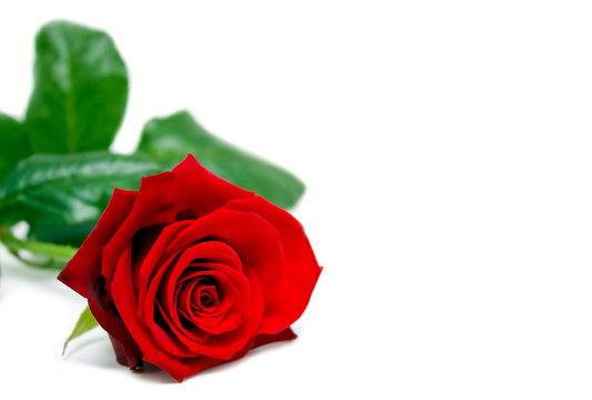Rose mit Textfreiraum f. Valentins-/Muttertag/Hochzeit