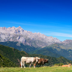 Fototapeta na wymiar Asturian cows