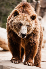 Brown bear in a funny pose