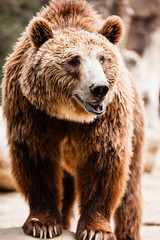 Brown bear in a funny pose