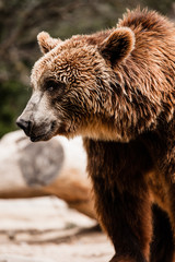 Brown bear in a funny pose
