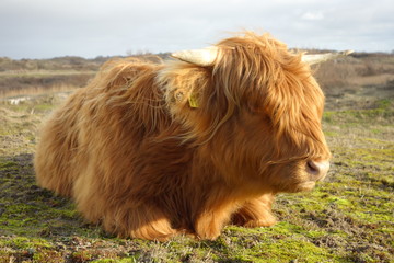 Fototapeta premium Highland Cattle